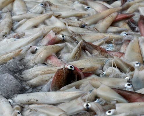 A large catch of squid