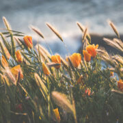 Wild California Poppies and grasses waving in front of a distant blue wave